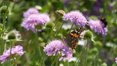 Painted lady butterfly among field scabious flowers Jamie Weinbren
Michael Weinbren Image from website: https://www.mw-gallery.photos/